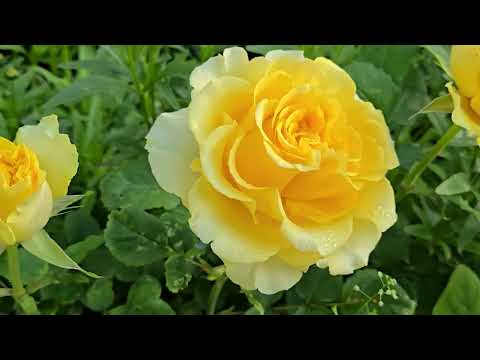 Видео: Ёкосо (ようこそ)  Тайна японской розы... 🎌🎌🎌