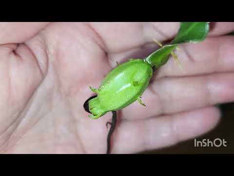 Видео: Эпифилум Гватемальский. монструозный. 19.05.2023.