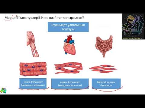 Видео: Бұлшықет | Ұлпа түрлері | Биология 10 сынып #биология #бұлшықет #ұбт2023 #ұбтдайындық