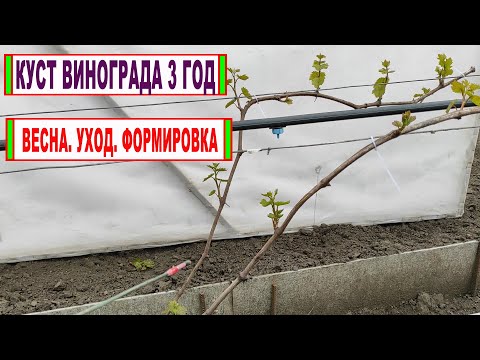 Видео: 🍇 Сделай ЭТО обязательно на винограде 3 год. Как сформировать куст и ПЕРВЫЕ РУКАВА для урожая.