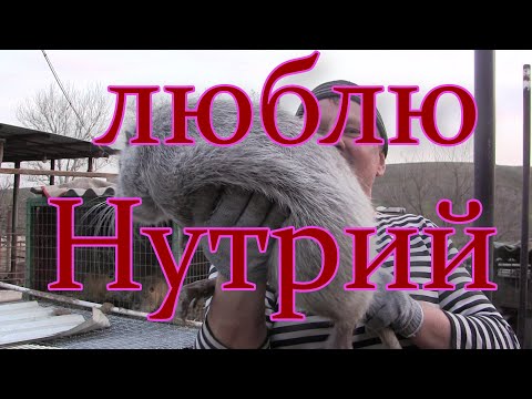 Видео: Окот нутрии и обгул на второй день.