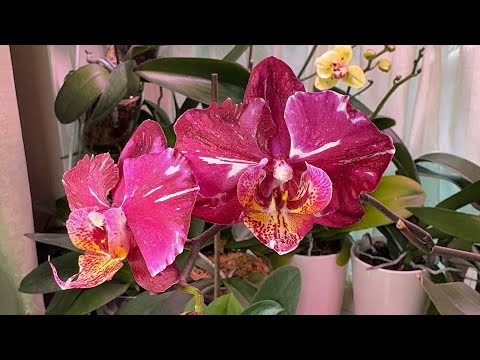 Видео: Как начинался 2025 год 🤗🌸🌼