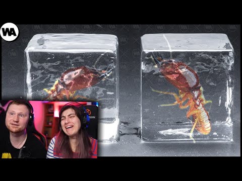 Видео: Никогда Не Спасайте Любое Животное, Которое Замерзло Во Льду | РЕАКЦИЯ на WATOP