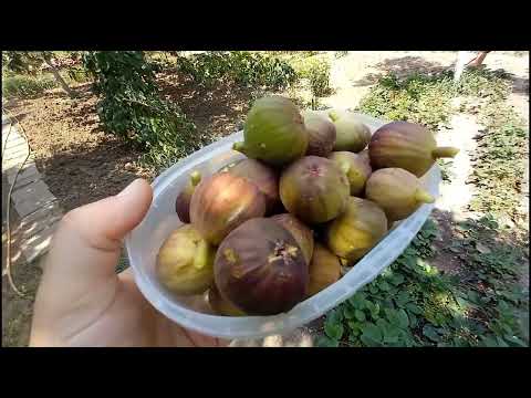 Видео: Тополовград. Болгария 2023. В гостях у бабушки.