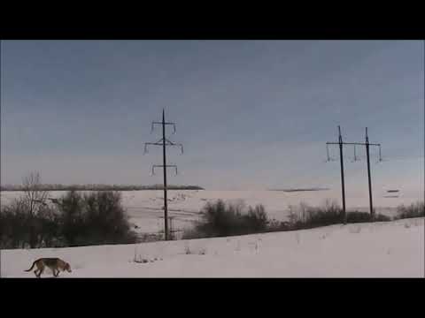 Видео: За Русаком по снегу с гончими