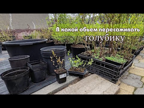 Видео: ‼️В какой объем контейнера пересадить голубику‼️ 13/04/24 Ставрополь