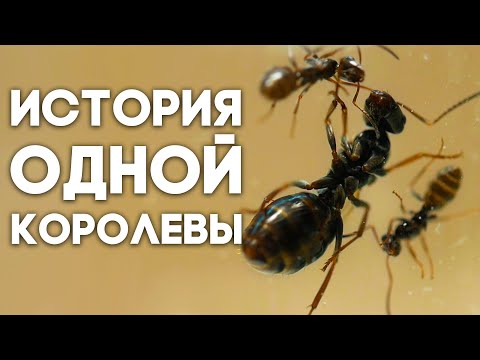 Видео: УДИВИТЕЛЬНАЯ ИСТОРИЯ МУРАВЬИНОЙ КОРОЛЕВЫ, ПРИВЕЗЁННОЙ С СЕВЕРА! Как я поднимал колонию Formica fusca