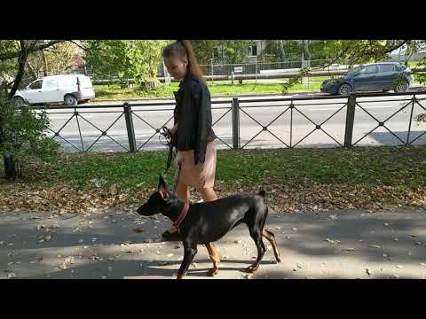 Видео: НЕ ВСЁ ТАК, КАК БЫ ХОТЕЛОСЬ | ХОЧУ ДОБЕРМАНА