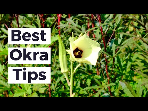 Видео: ЛУЧШИЕ СОВЕТЫ ПО ПРИГОТОВЛЕНИЮ БАМИИ ИЗ ТЕХАСА