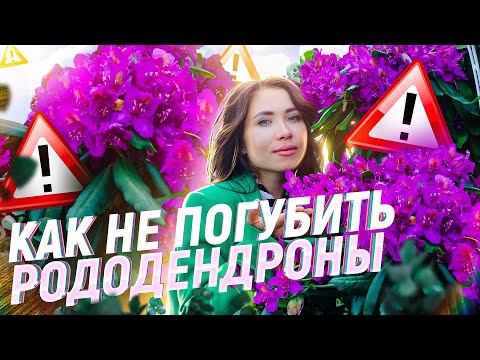 Видео: РОДОДЕНДРОН в Подмосковье - ПОСАДКА и УХОД 🌺 Листопадный или вечнозеленый?