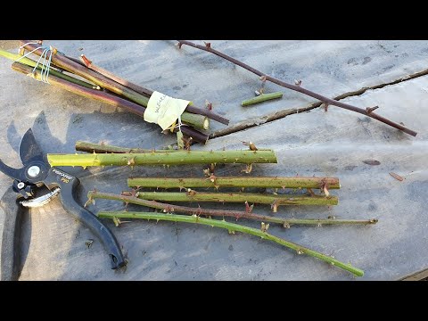 Видео: Размножение ежевики черенками, долгими зимними вечерами.