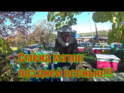 Видео: СМЕНА МАТОК ПОЗДНЕЙ ОСЕНЬЮ, ОДИН ИЗ ЛУЧШИХ СПОСОБОВ ПРИБЛИЖЕН К 100% ПРИЁМА