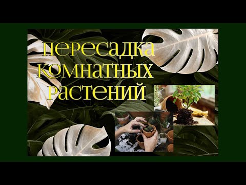 Видео: Пересадка комнатных растений.