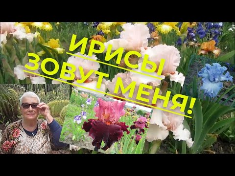 Видео: Ирисы зовут меня к себе. У меня большое горе, как его пережить