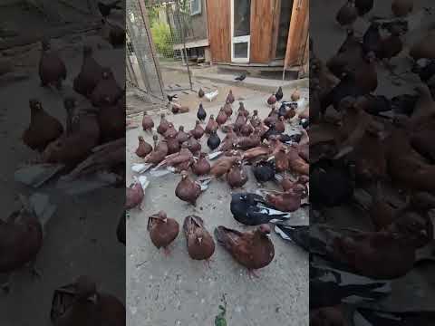 Видео: короткий підсумок , ніхто не "просють показать"  ;)