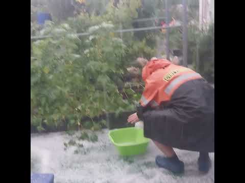 Видео: В Омске идёт град. 18.08.24 #огород #омскаяобласть #garden #плохаяпогода