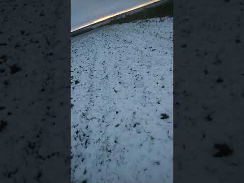 Видео: Охота по первому снегу/охота с гончими/охота на зайца