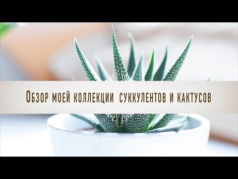 Видео: Обзор моей коллекции кактусов и суккулентов.