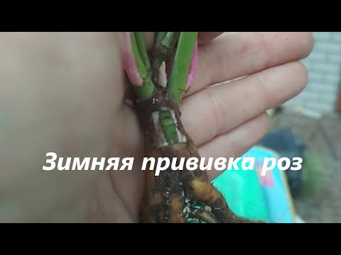 Видео: Зимняя прививка роз.