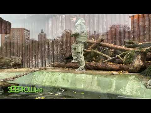 Видео: Московский зоопарк 16.10.2025 г.Москва 