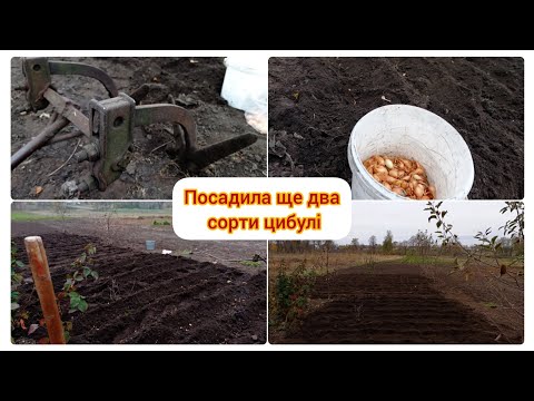 Видео: 09.11.2024 // Дельфін (Бамбергер)// Болеро (Стурон, Голіат) // Один сорт - різні комерційні назви?//