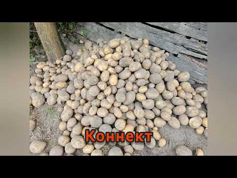 Видео: Огляд нових сортів картоплі вирощених в 2025 році. Враження та висновки.