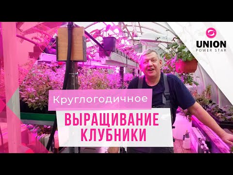 Видео: Круглогодичное выращивание клубники  Выращивание клубники под ЛЭД фито светильниками в зимний период