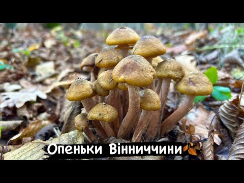 Видео: МОРЕ ОПЕНЬКІВ у лісі! Осіннє тихе полювання 2025 #35