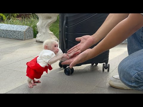 Видео: Как мило! Манки Люк снова встречает папу после долгой командировки.