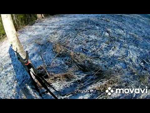 Видео: Загонная охота на лося 2023. Лось  вышел на мой номер и был добыт))))