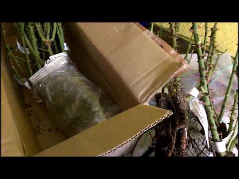 Видео: Розы из питомника Розы Вдохновения 🌹 Распаковка посылки и обзор саженцев роз.