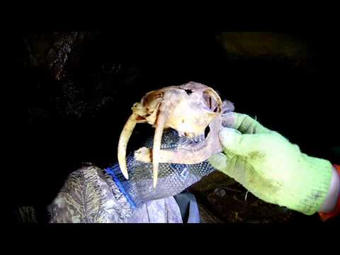 Видео: Река Кия. Поиск новых пещер.