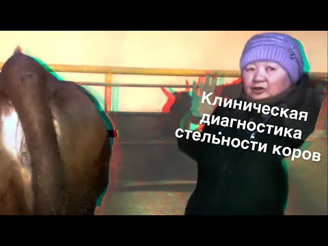 Видео: Клиническая диагностика стельности коров