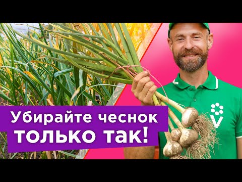 Видео: СРОЧНО УБИРАЕМ ЧЕСНОК! Главные признаки, что чеснок готов к уборке, и что делать сразу после выкопки