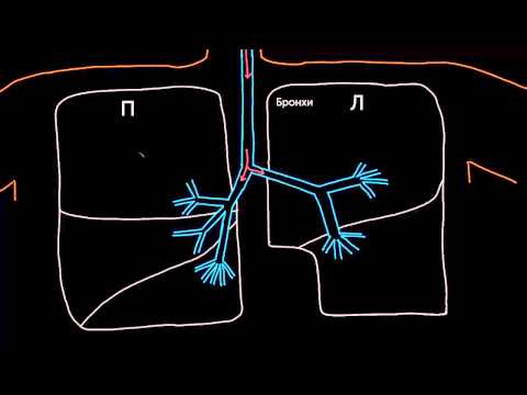 Видео: Бронхиальное дерево