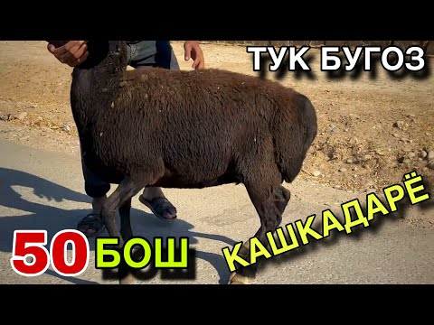 Видео: 50 БОШ ТУК БУГОЗ КУЙЛАР СОТИЛАДИ! МАНА ЕНДИ АРЗОН ЖОЙИДАН ОЛАМИЗ! 
