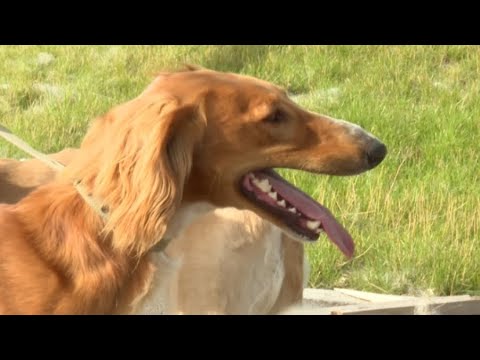 Видео: Более 500 щенков тазы вырастил столичный клуб охотников