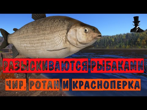 Видео: Разыскиваются рыбаками. Чир, красноперка и ротан. Русская Рыбалка 4.