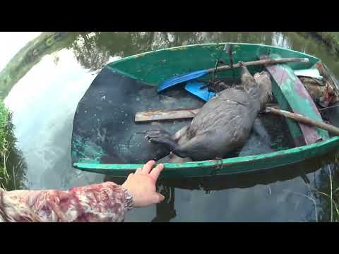 Видео: Охота на бобра капканами. Эльдорадо трофею быть.#охотанабобра#капкан#охота#охотакапканами
