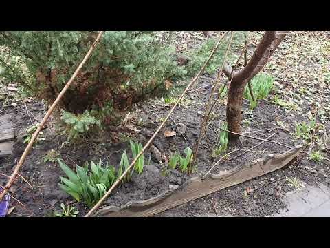 Видео: Аккумуляторный секатор высоторез для обрезки деревьев