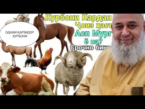 Видео: ХОЧИ МИРЗО 2023  ДАР БОБИ ИДИ КУРБОН  КУРБОНИ КАРДАН ОДАМИ ҚАРЗДОР #обуна_шавед ид