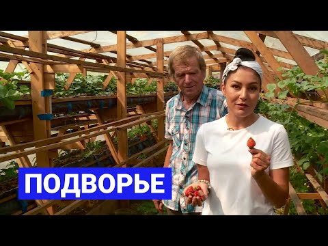 Видео: Выращивание клубники: Подворье (30.06.21)