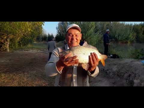 Видео: BEK FISHING Ош ва балик ови.