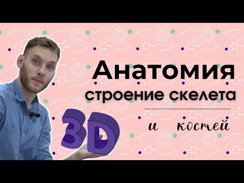 Видео: СКЕЛЕТ ЧЕЛОВЕКА В 3D