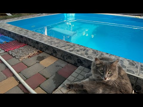 Видео: Теплица построена! Камелии🌺 и аномальная☀️жара!