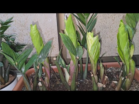Видео: ЗАМИОКУЛЬКАС НЕ любит эти 5 вещей! ЖАЛЕЮ, что РАНЬШЕ об этом не знала!