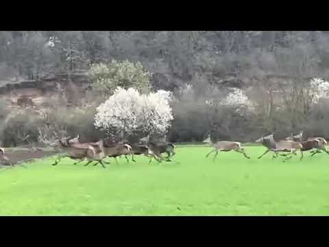 Видео: Стада с благородни елени съсипват земеделски ниви у нас