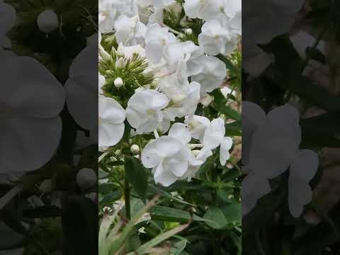 Видео: Флоксы в конце августа. молодые посадки.          #flovers #цветы #garden#флоксы