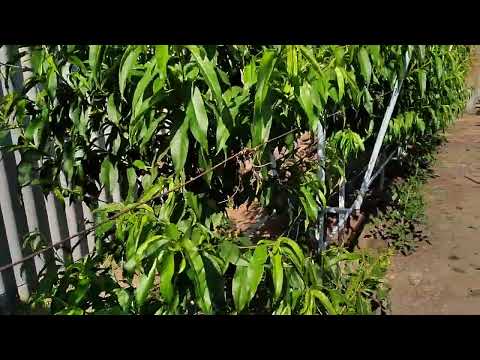 Видео: Персик. Так чаша или веретено - я выбираю веретено!