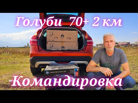 Видео: Голуби 70 + командировка 2км